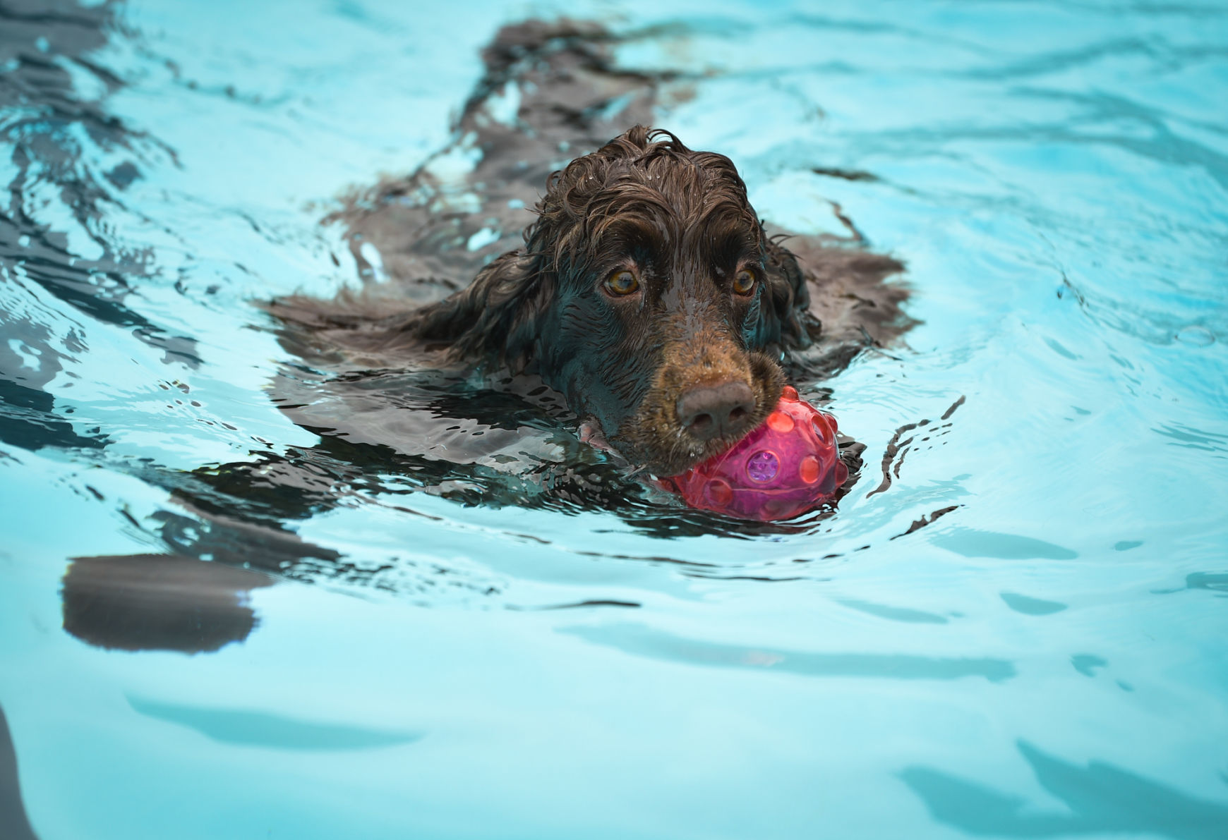 081919-mda-nws-furfriends-009a.JPG